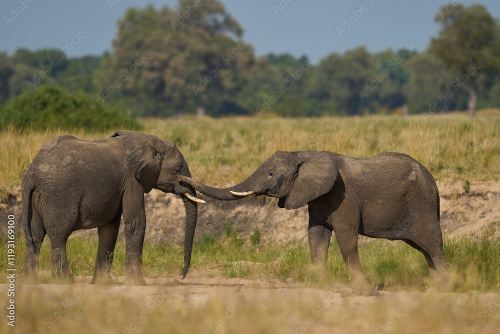 Multiple groups of African Elephant (Loxodonta africana) congregate at a sand river to drink from a pool dug below the surface in South Luangwa National Park, Zambia Multiple groups of African Elephant (Loxodonta africana) congregate at a sand river to drink from a pool dug below the surface in South Luangwa National Park, Zambia