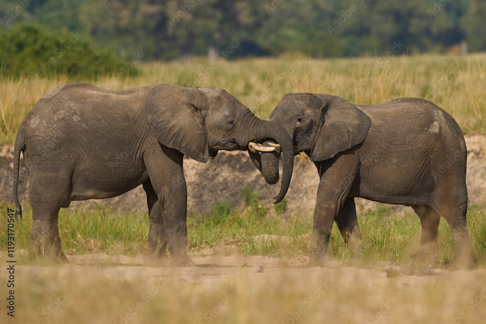 Pair of young male African Elephant (Loxodonta africana) wrestling with trunks to test strength establish hierarchy in South Luangwa National Park, Zambia Pair of young male African Elephant (Loxodonta africana) wrestling with trunks to test strength establish hierarchy in South Luangwa National Park, Zambia
