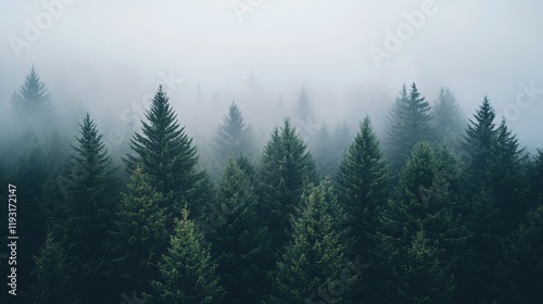 Misty evergreen forest, aerial view.
