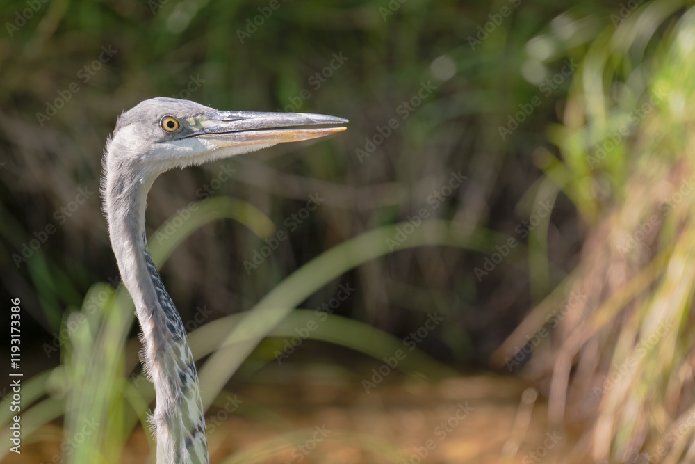 Grey heron (Ardea cinerea) patiently standing on a grassy bank near a still waterway Grey heron (Ardea cinerea) patiently standing on a grassy bank near a still waterway