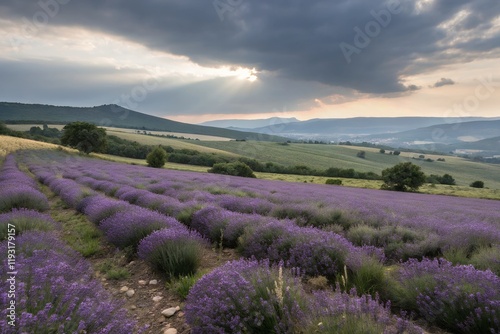 lavender field region flower pattern isolated on white background photo