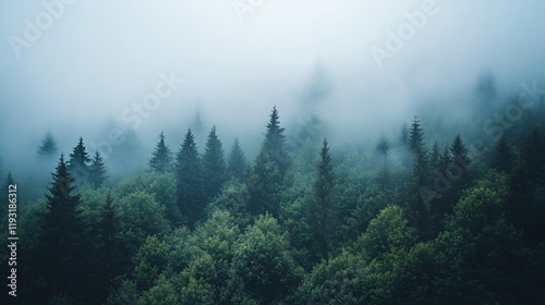 Misty mountain forest with evergreen trees.