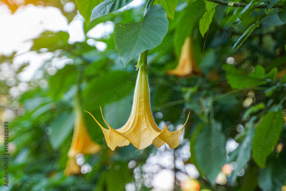 Salmon Angel's Trumpet has trumpet-shaped or trumpet-shaped flowers, Yellowish white, flowers bloom upside down, petals curled up and emit a soft fragrance. Salmon Angel's Trumpet has trumpet-shaped or trumpet-shaped flowers, Yellowish white, flowers bloom upside down, petals curled up and emit a soft fragrance.