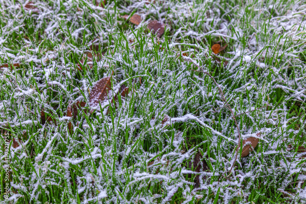 the first light snow on the green grass as a background the first light snow on the green grass as a background