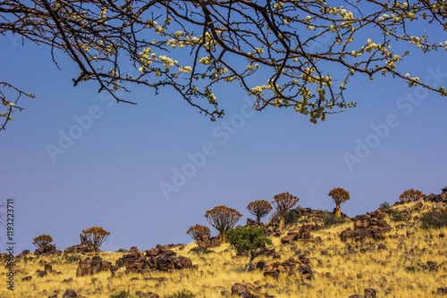 View over the Keetmanshoop landscape in Namibia from under a Camel thorn tree in bloom, with Quiver trees on the horizon. photo