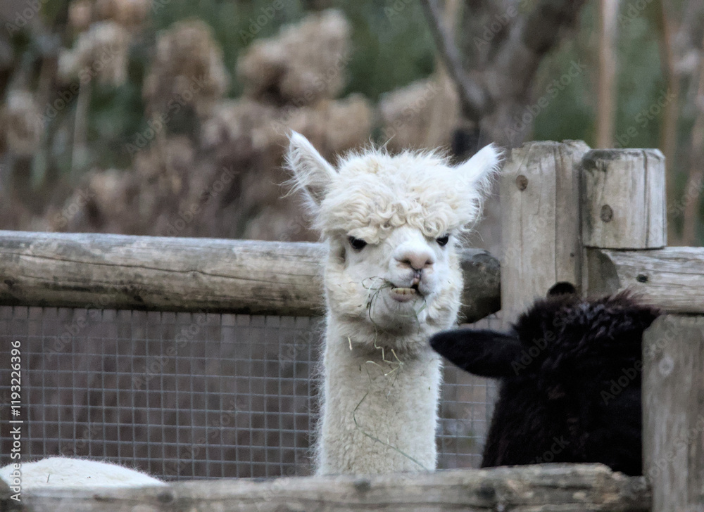 Obraz premium white alpaca animal head and neck close up chewing on grass (funny looking silly furry creature) zoo feed feeding hay wooden enclosure chew chewing staring goofy curly hair