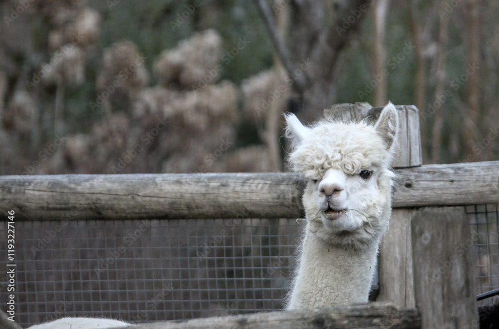 Obraz premium white alpaca animal head and neck close up chewing on grass (funny looking silly furry creature) zoo feed feeding hay wooden enclosure chew chewing staring goofy curly hair