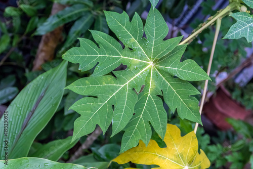 Papaya leaves (Daun Pepaya) are often used by the community as a side dish.