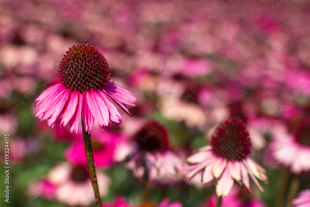 echinacea purpurea - coneflowers in the garden - soft focus