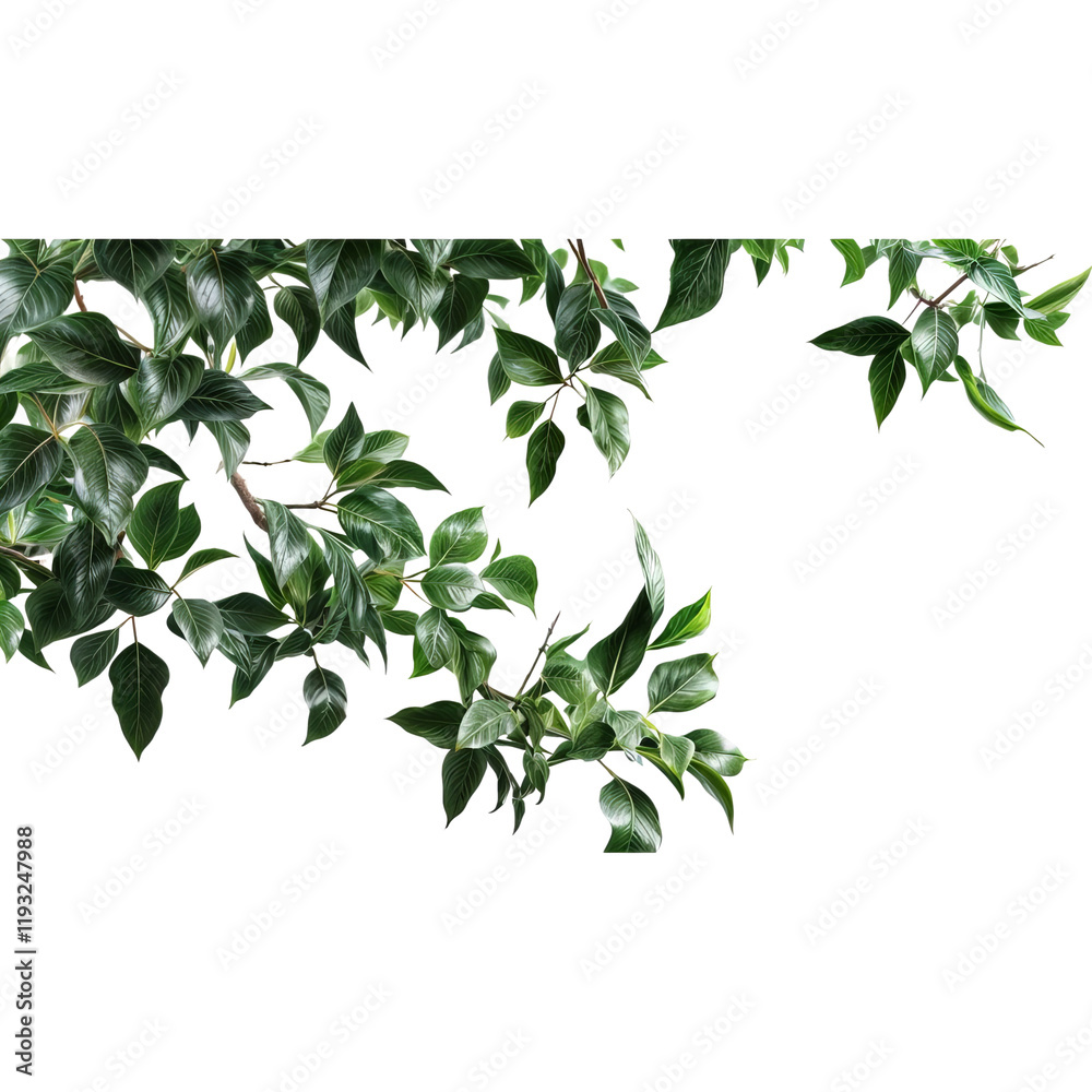 Obraz premium Lush Greenery Branch: A vibrant and lush branch with delicate green leaves, perfect for adding a touch of natural beauty to your designs.