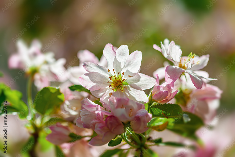 Blooming cherry blossoms adorned with delicate pink and white petals in spring sunshine Blooming cherry blossoms adorned with delicate pink and white petals in spring sunshine