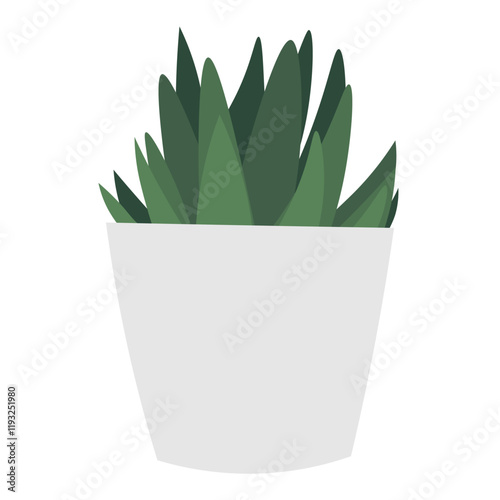 aloe vera plant isolated on white background