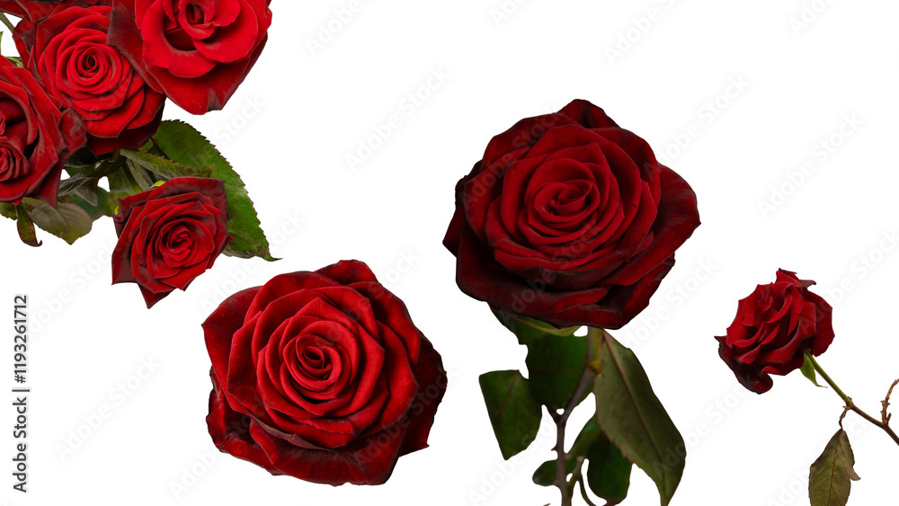 Fototapeta premium A bouquet of beautiful red roses isolated on a white background.