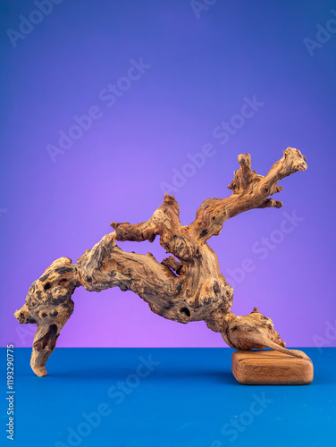 Close-up of elegant wooden driftwood suitable for aquarium or terrarium use on  purple backdrop photo