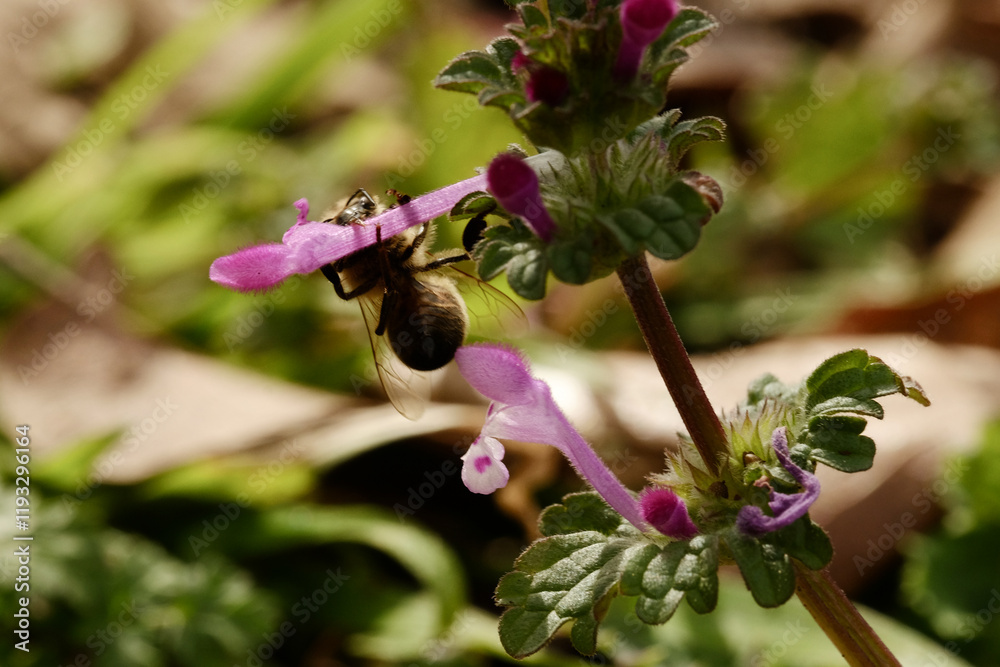 Bee on henbit closeup during spring season in Texas. Bee on henbit closeup during spring season in Texas.