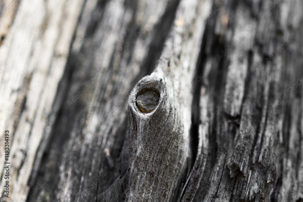 Knotted tree bark wood background . Close up