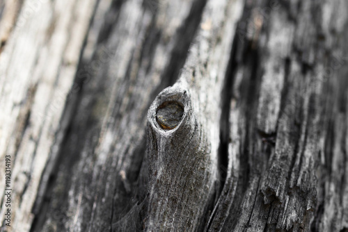 Obraz na płótnie Knotted tree bark wood background . Close up w salonie