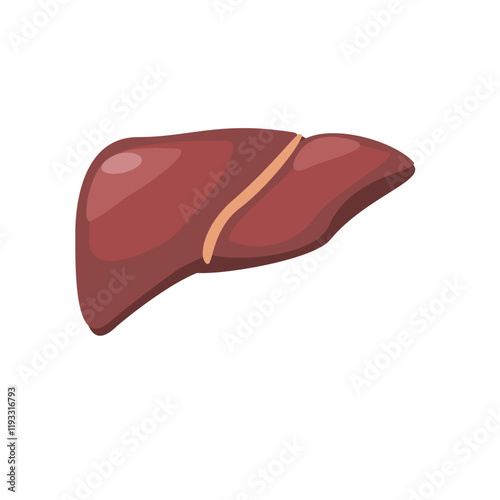 Realistis liver anatomi structure. Vector hepatic system organ, digestive gallbladder organ. Human liver illustration  photo