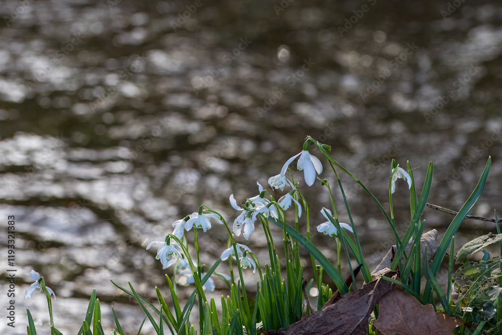 Obraz premium White bell shaped flowers of Snowdrops Galanthus nivalis on the river bank with the water blurred in the background
