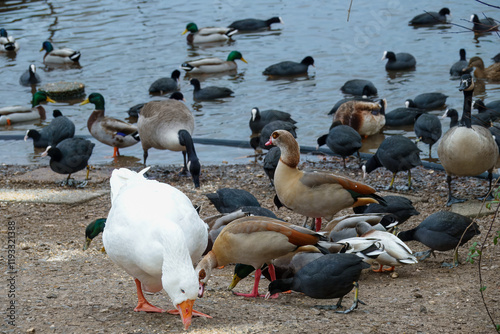 mixed group of Egyptian Geese, mallard ducks, coots and Canada Geese  photo