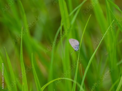 Small Blue Butterfly on Grass Stem photo