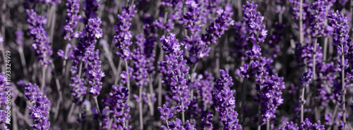 Beautiful Lavender Field with Purple Flowers in Natural Daylight