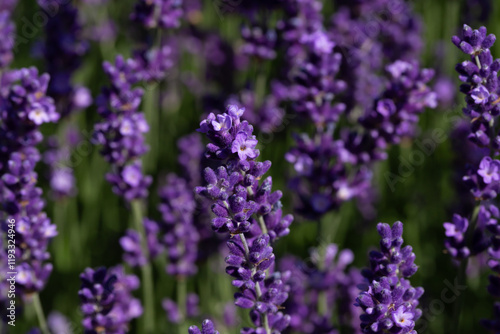 Beautiful Lavender Field with Purple Flowers in Natural Daylight