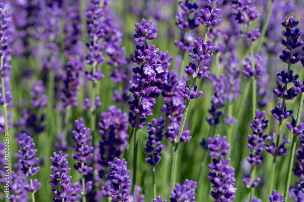 Beautiful Lavender Field with Purple Flowers in Natural Daylight Beautiful Lavender Field with Purple Flowers in Natural Daylight