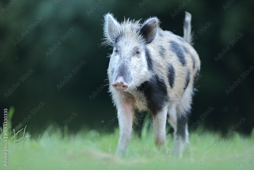 Dzik euroazjatycki, dzik, (Sus scrofa)