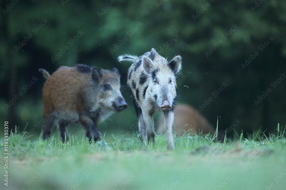 Fototapeta premium Dzik euroazjatycki, dzik, (Sus scrofa)
