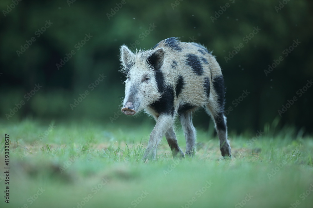 Dzik euroazjatycki, dzik, (Sus scrofa)