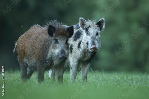 Obraz na płótnie Dzik euroazjatycki, dzik, (Sus scrofa) w salonie