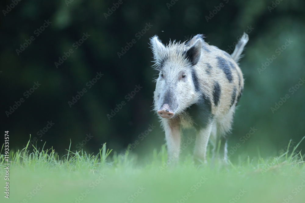 Fototapeta premium Dzik euroazjatycki, dzik, (Sus scrofa)