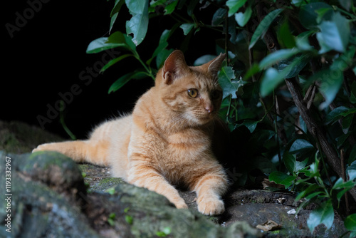 黒の背景で浮かび上がって見える茶トラ柄の野良猫 photo