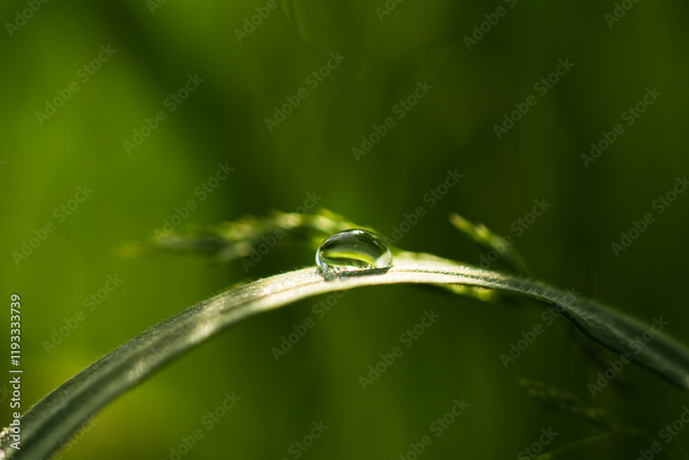 Purity of nature concept . Dew drops on green grass