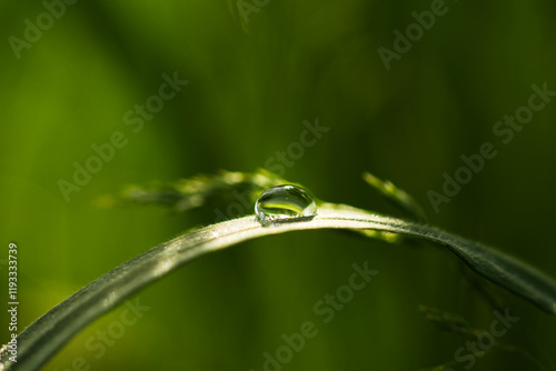 Obraz na płótnie Purity of nature concept . Dew drops on green grass w salonie