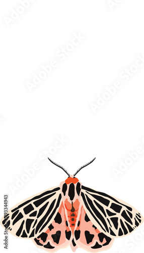 Moth
