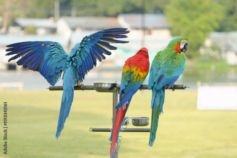 Obraz premium Blue and gold macaw Free-flying training bird standing on a perch.
