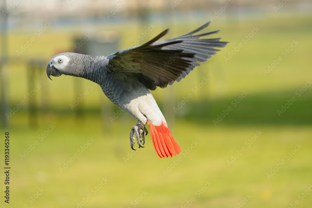 African Grey Parrot, Grey parrot Free-flying training bird standing on a perch. African Grey Parrot, Grey parrot Free-flying training bird standing on a perch.