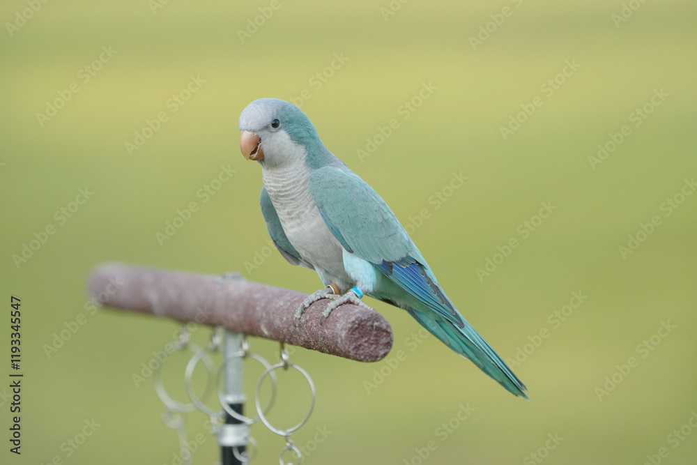Monk Parakeet ,Quaker Parrot,parrot Free-flying training bird standing on a perch. Monk Parakeet ,Quaker Parrot,parrot Free-flying training bird standing on a perch.