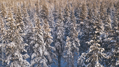 Aerial view from drone of white snowy pines of coniferous forest trees in Lapland National park environment, bird’s eye scenery view of famous nature landmark in Riisitunturi on winter season