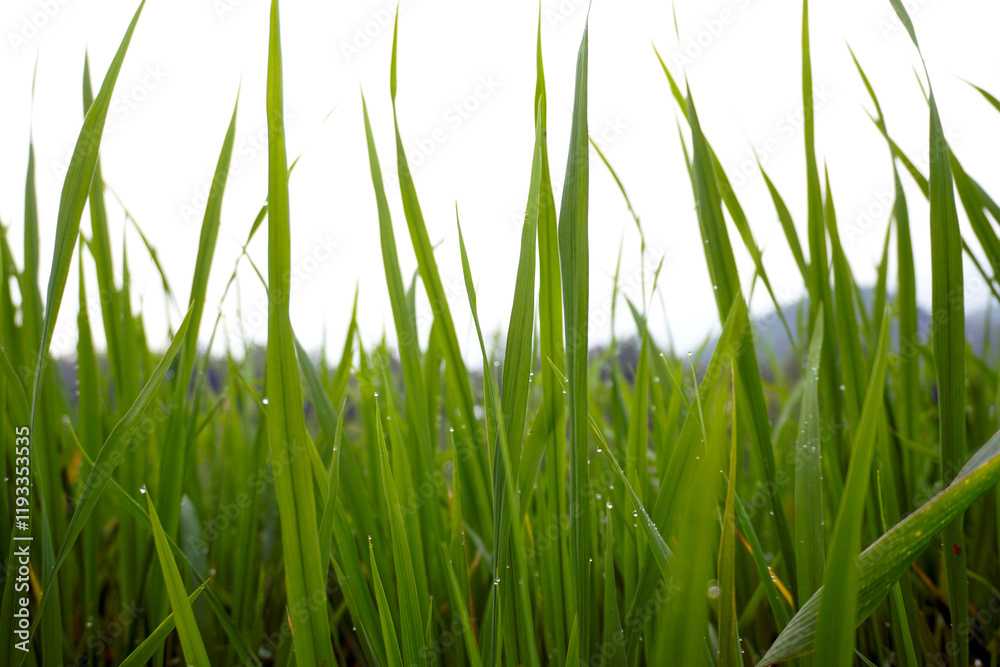 green grass isolated on white green grass isolated on white