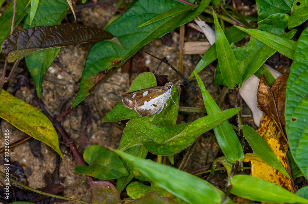 Udaspes folus sits on a green leaf Udaspes folus sits on a green leaf
