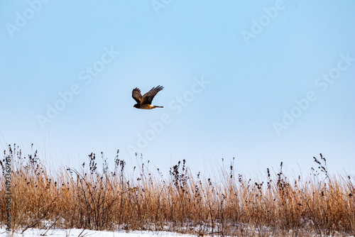 Hawk hunting for food in winter over a prairie