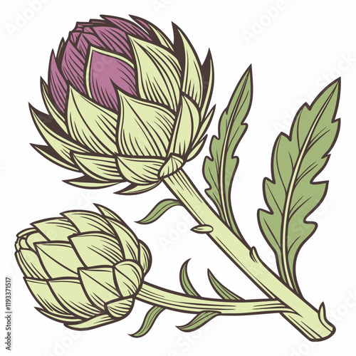 illustration of a artichoke