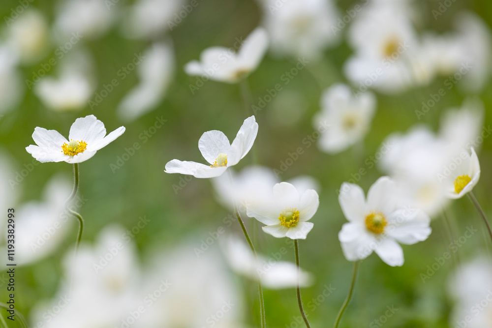 Blooming anemone on a green background Blooming anemone on a green background