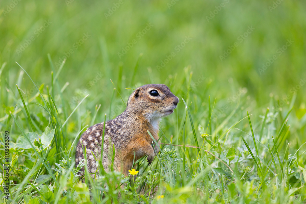 Gopher stands in the grass on a summer day Gopher stands in the grass on a summer day