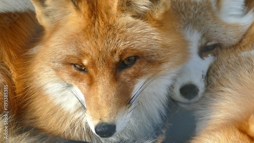 beautiful red fox face close up