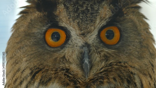 close up - funny owl head with big eyes