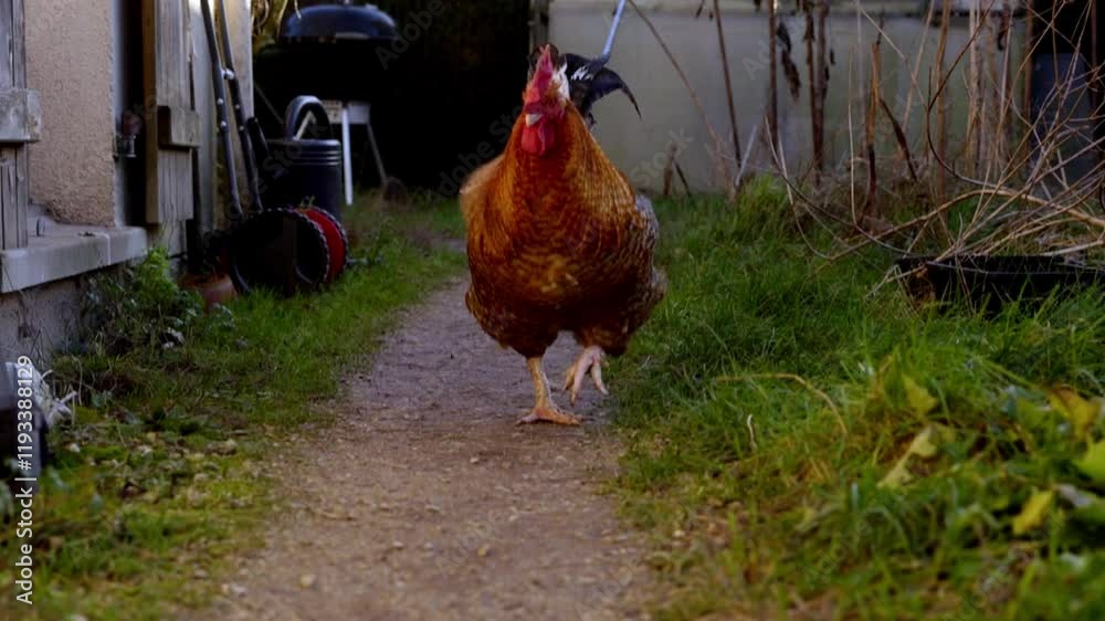 coq venant vers le spectateur en ligne droite,  très joli coq coloré en extérieur, coq venant vers le spectateur avec mouvement de caméra suivant  l'avancée du coq
